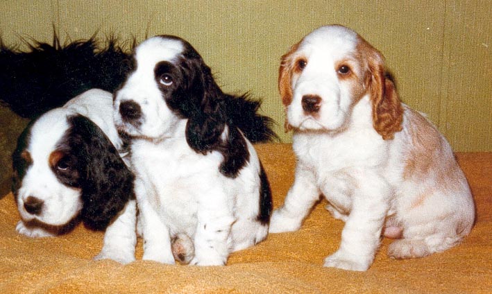 Nattaset English Cocker Spaniel puppies