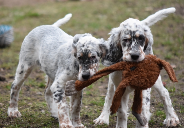 GET SIRIUS ENGLISH SETTER PUPPIES PIVA AND SPENCER