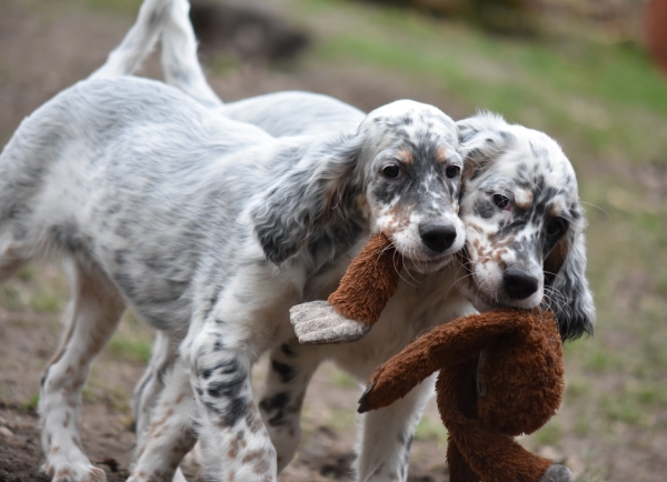 GET SIRIUS ENGLISH SETTER PUPPIES PIVA AND SPENCER
